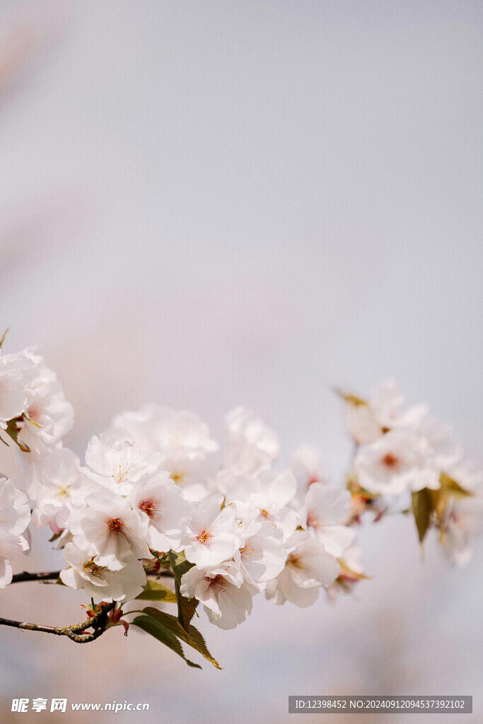樱花
