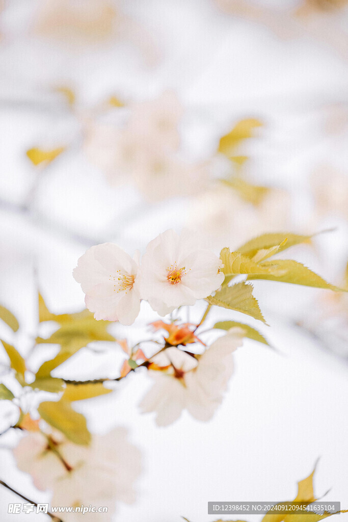 樱花