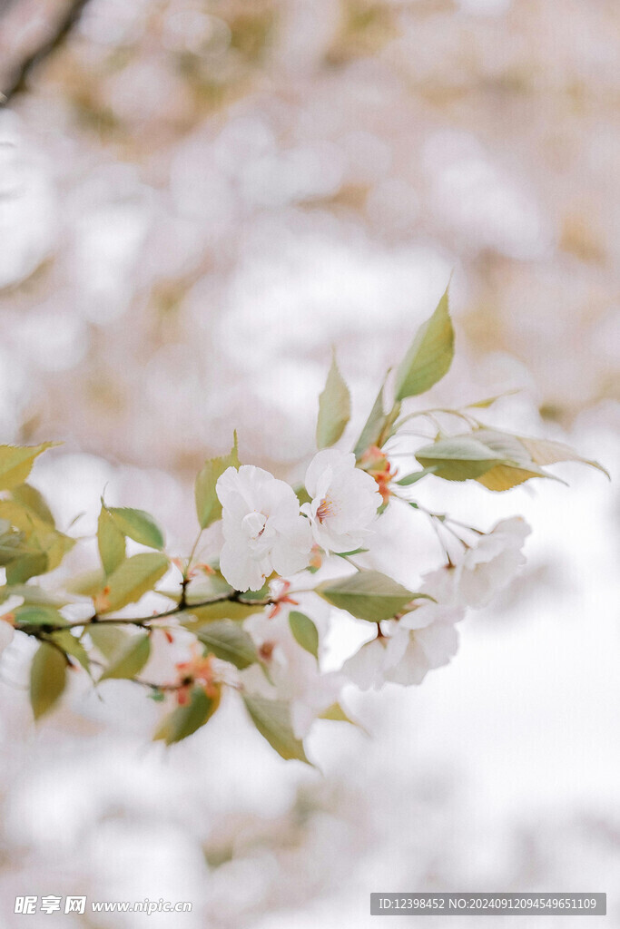 樱花