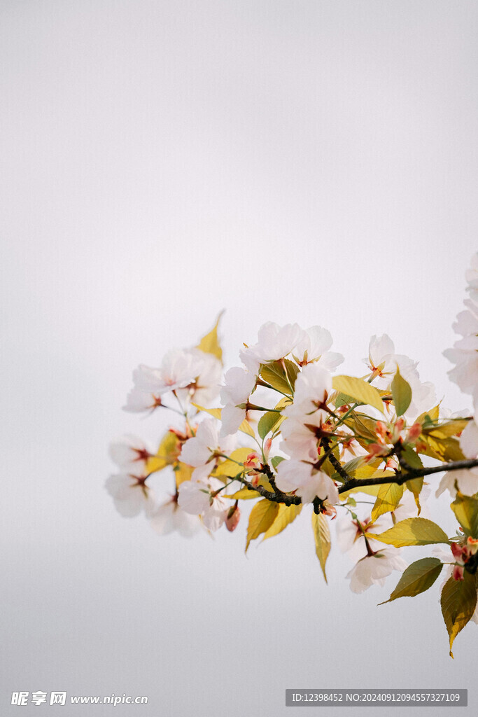 樱花