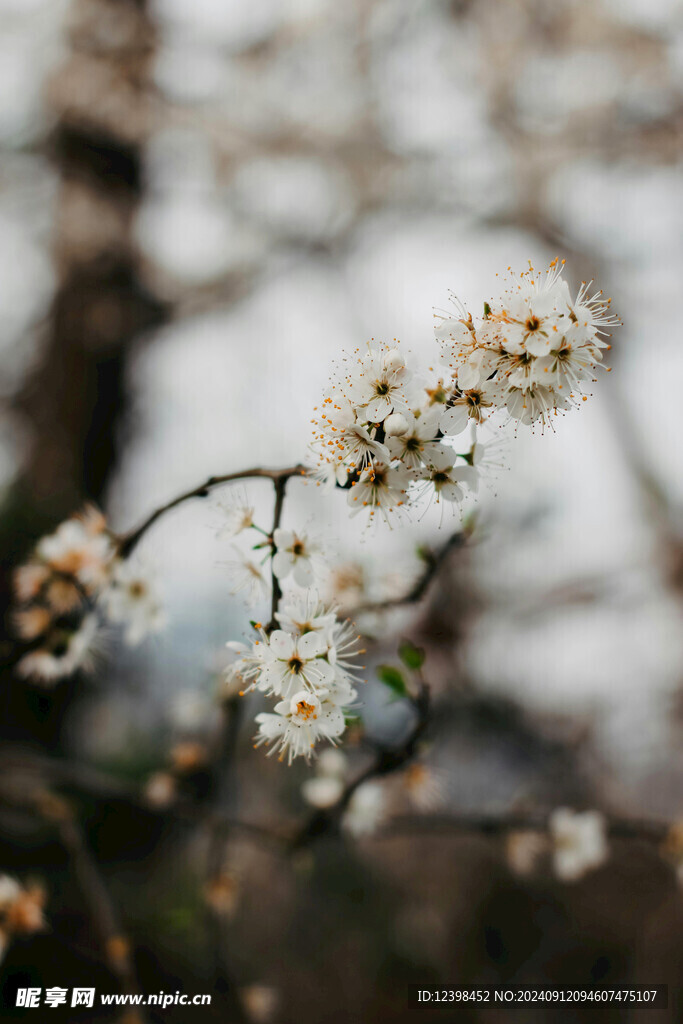 樱花