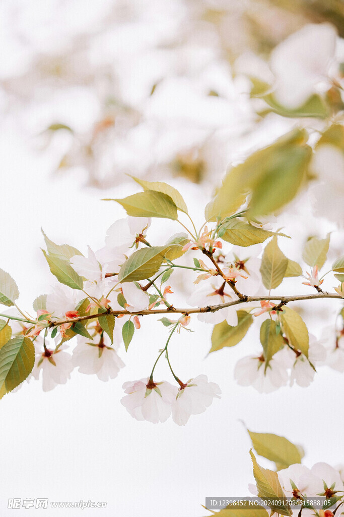 樱花