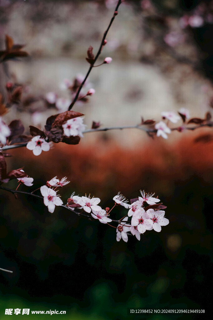 樱花