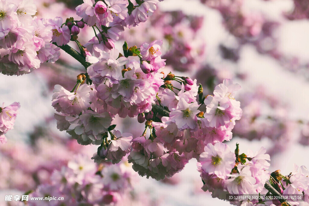 樱花