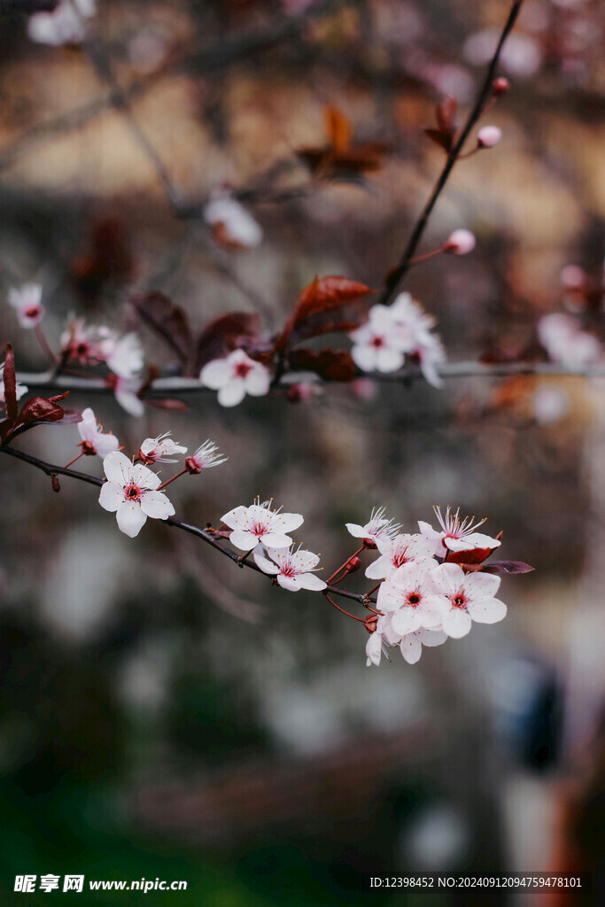 樱花