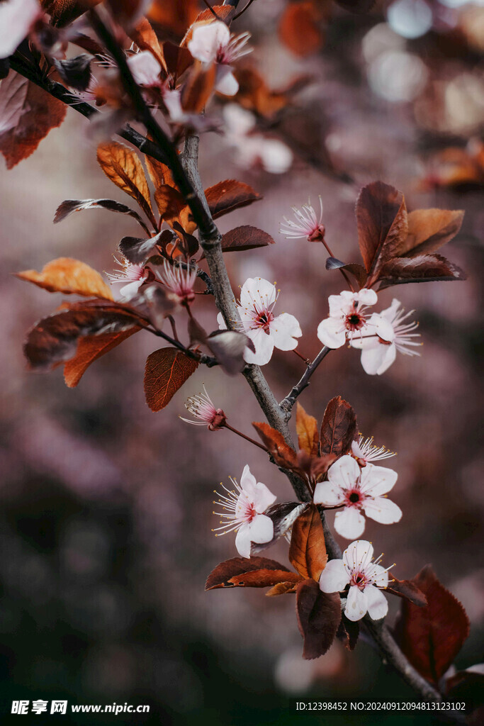 樱花