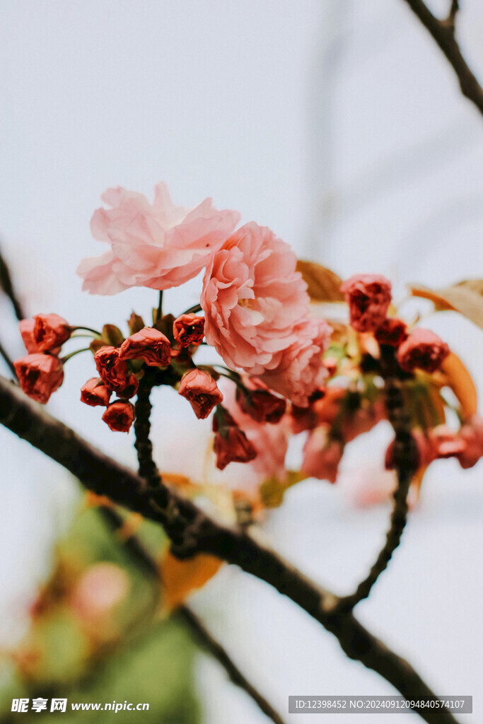 樱花