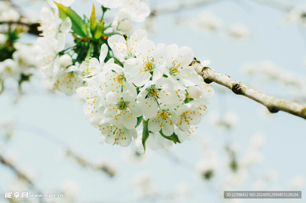樱花