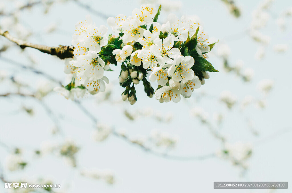 樱花