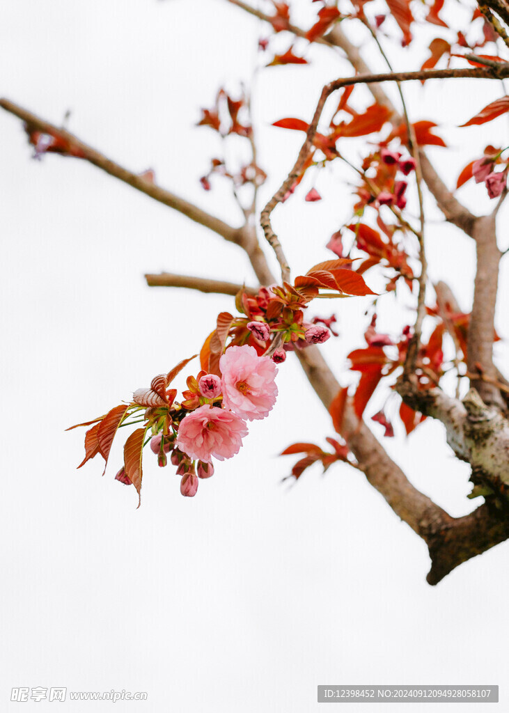 樱花