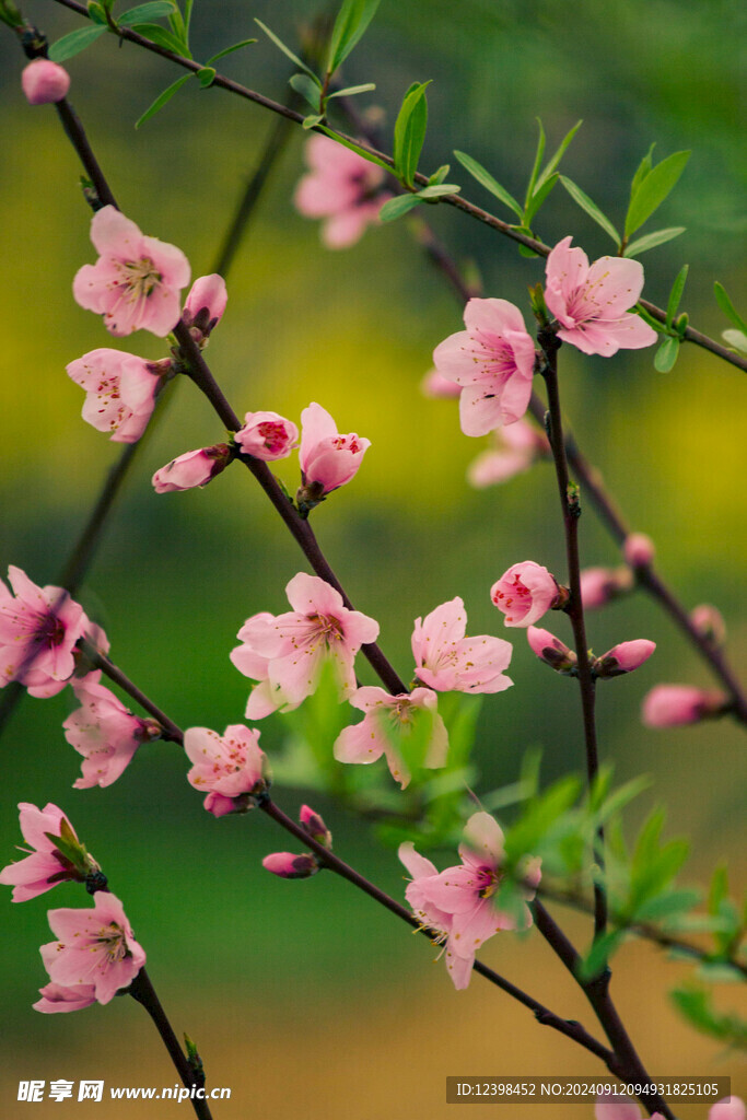 粉色樱花