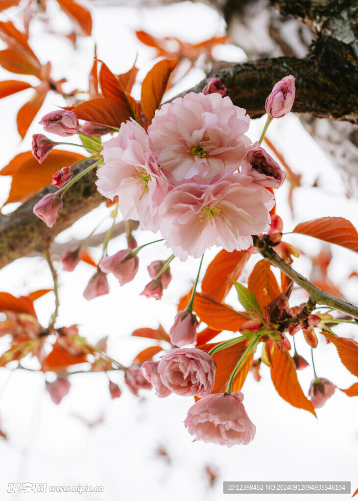 樱花