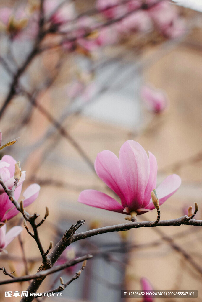 樱花