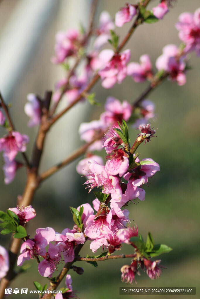 樱花