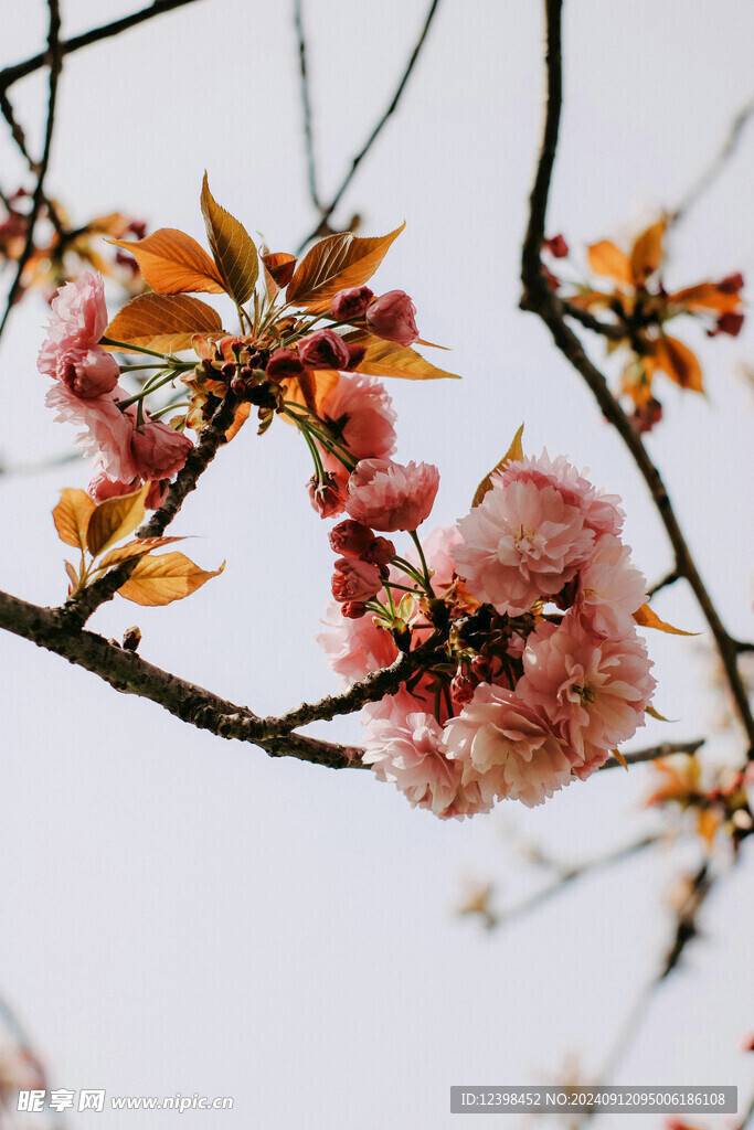 樱花