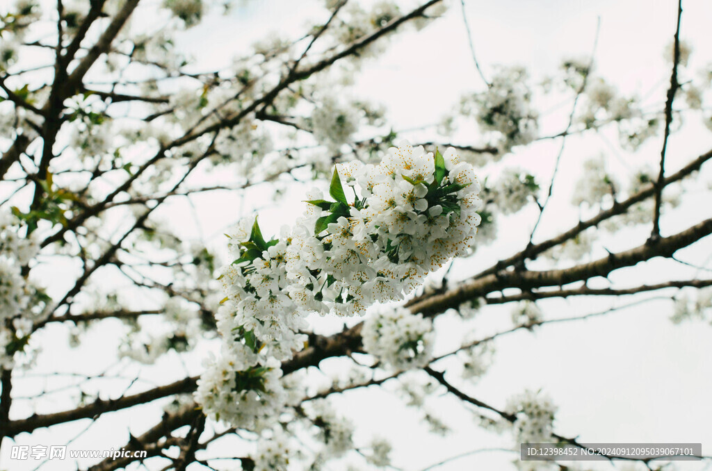 樱花