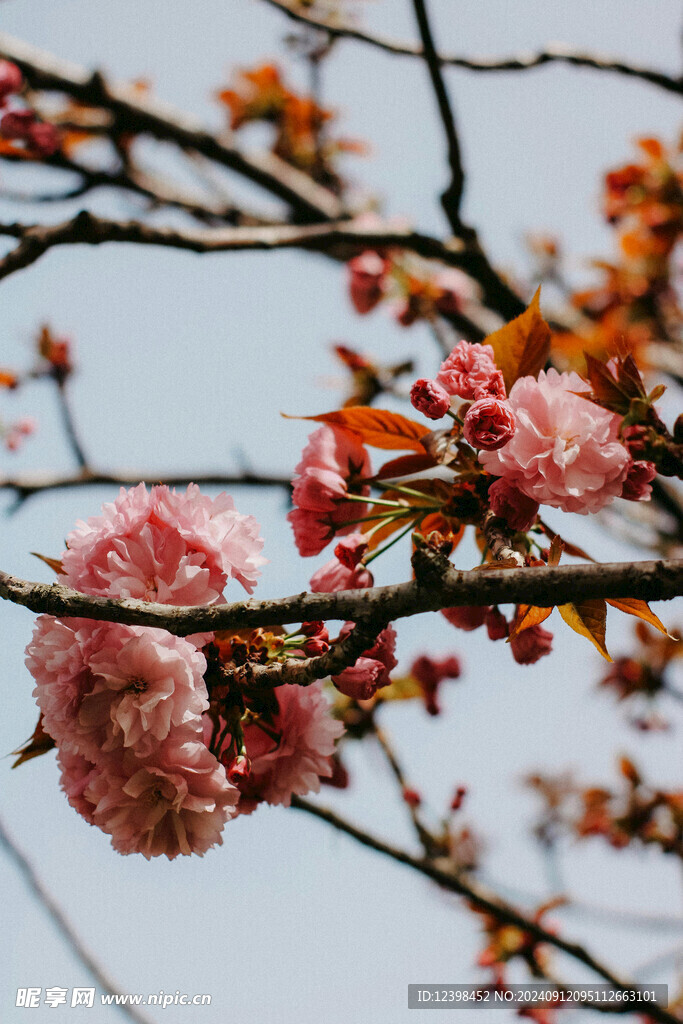 樱花