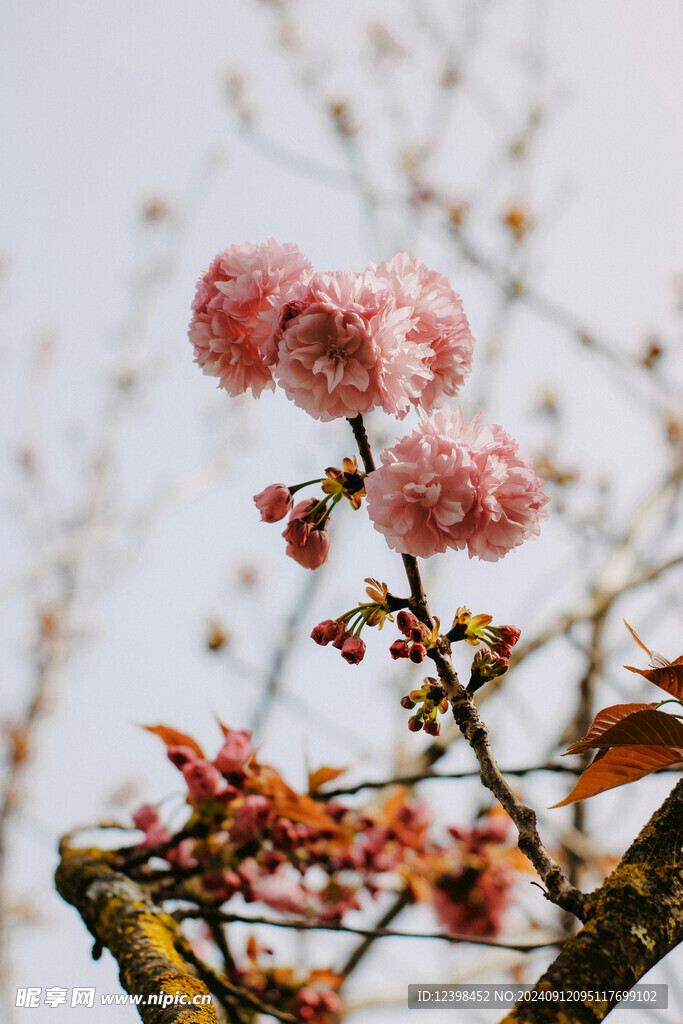 樱花