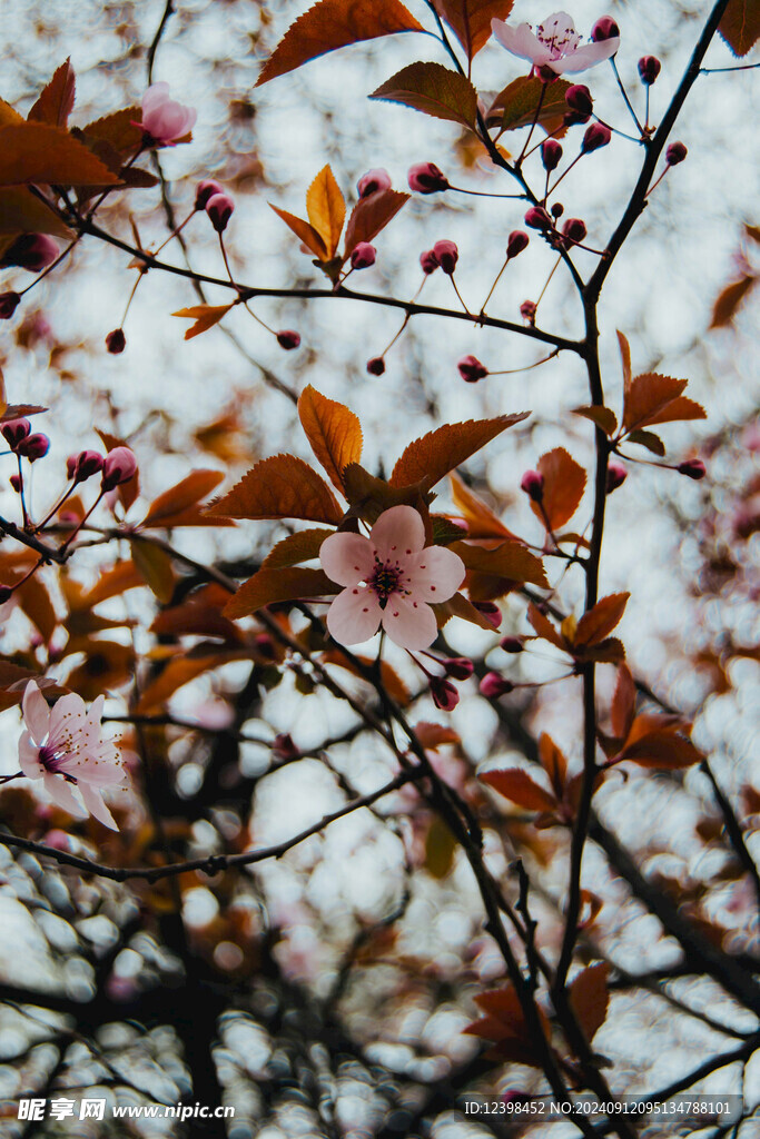 樱花