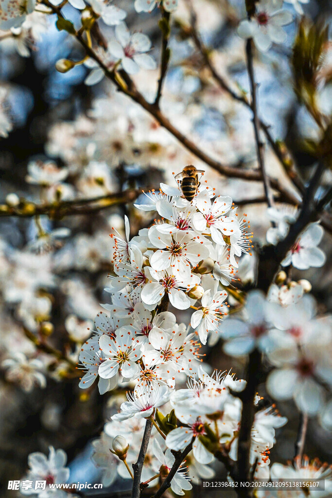 樱花