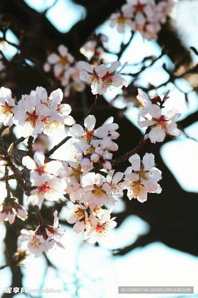 樱花