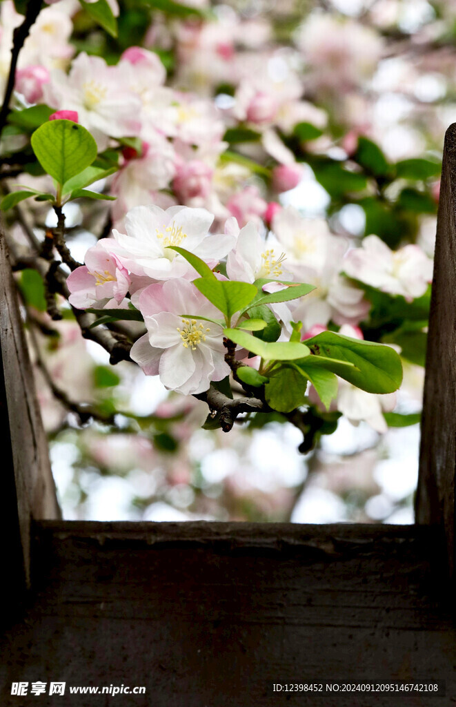 樱花