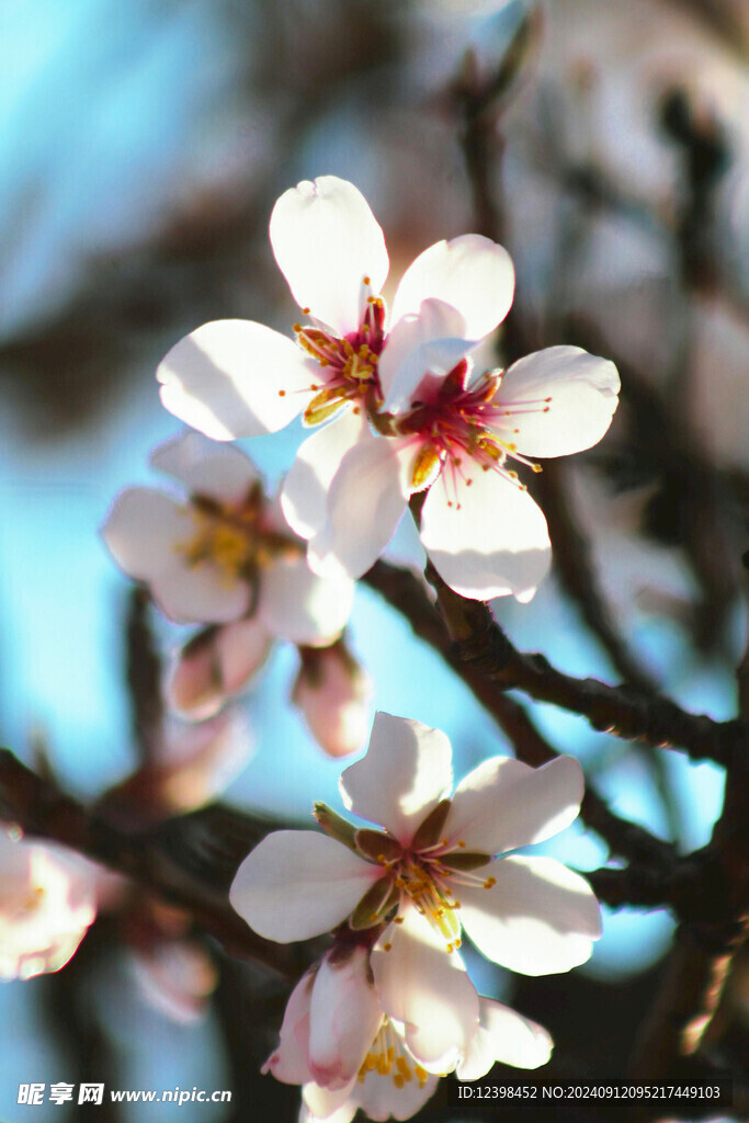 樱花