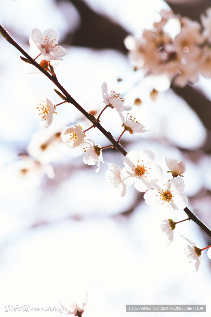 樱花