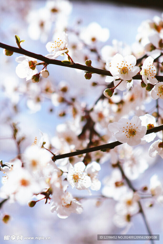 樱花