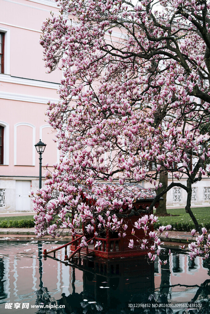樱花