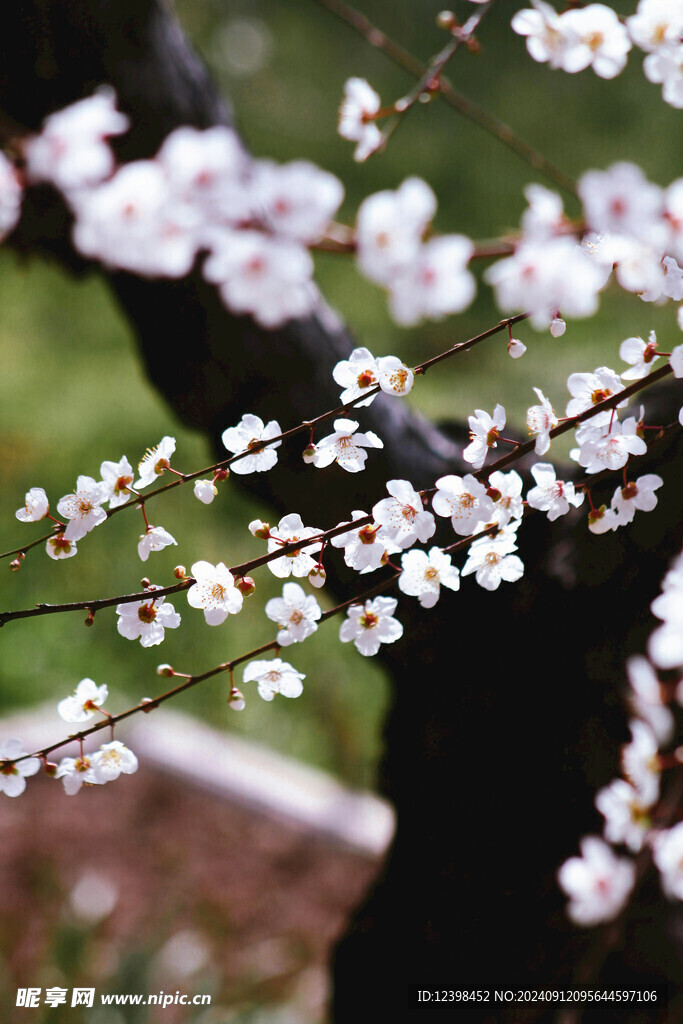 樱花