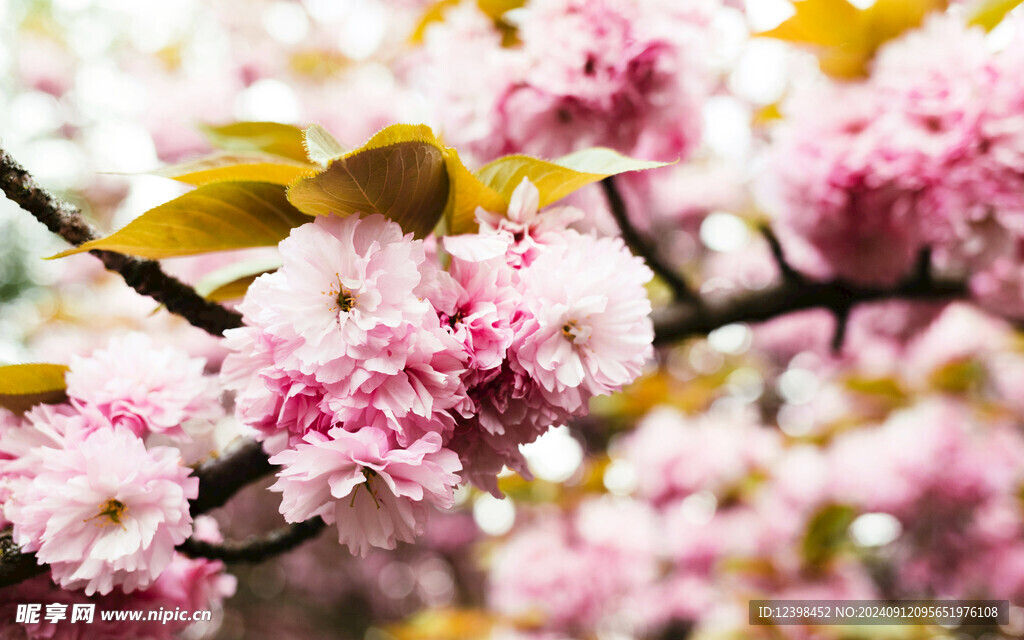 樱花
