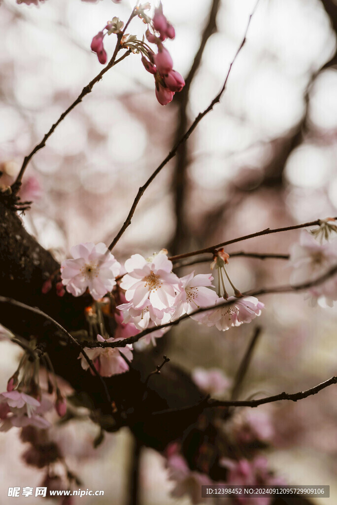 樱花