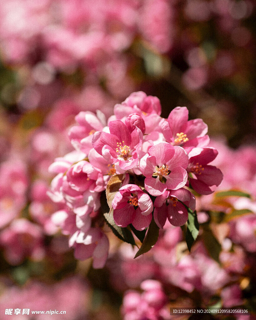 樱花