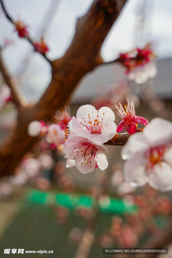 樱花