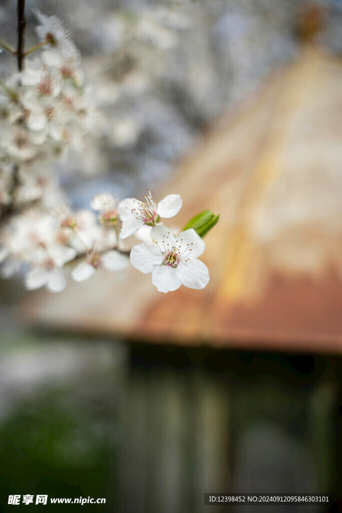 樱花