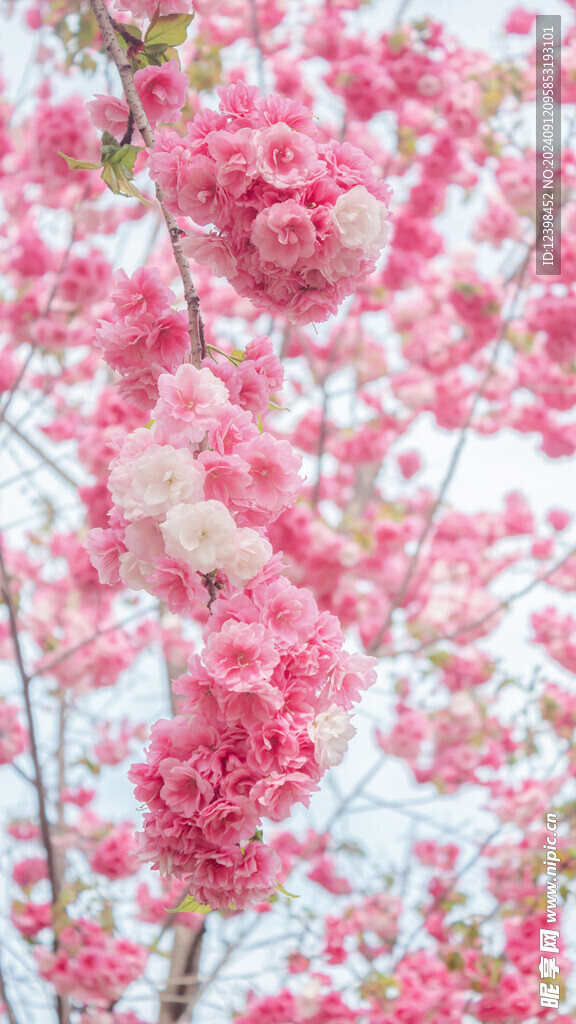 樱花