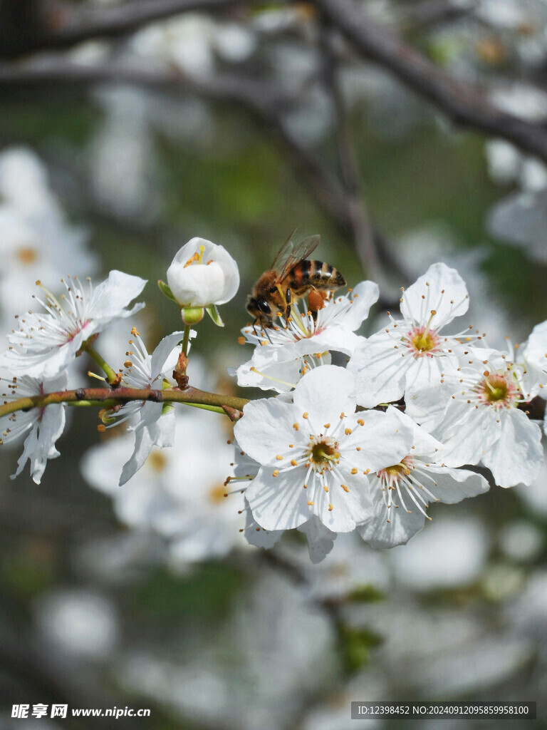 樱花
