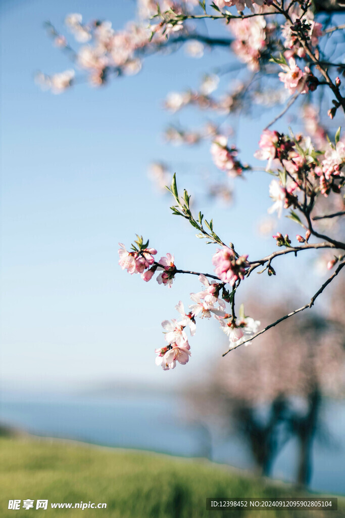 樱花