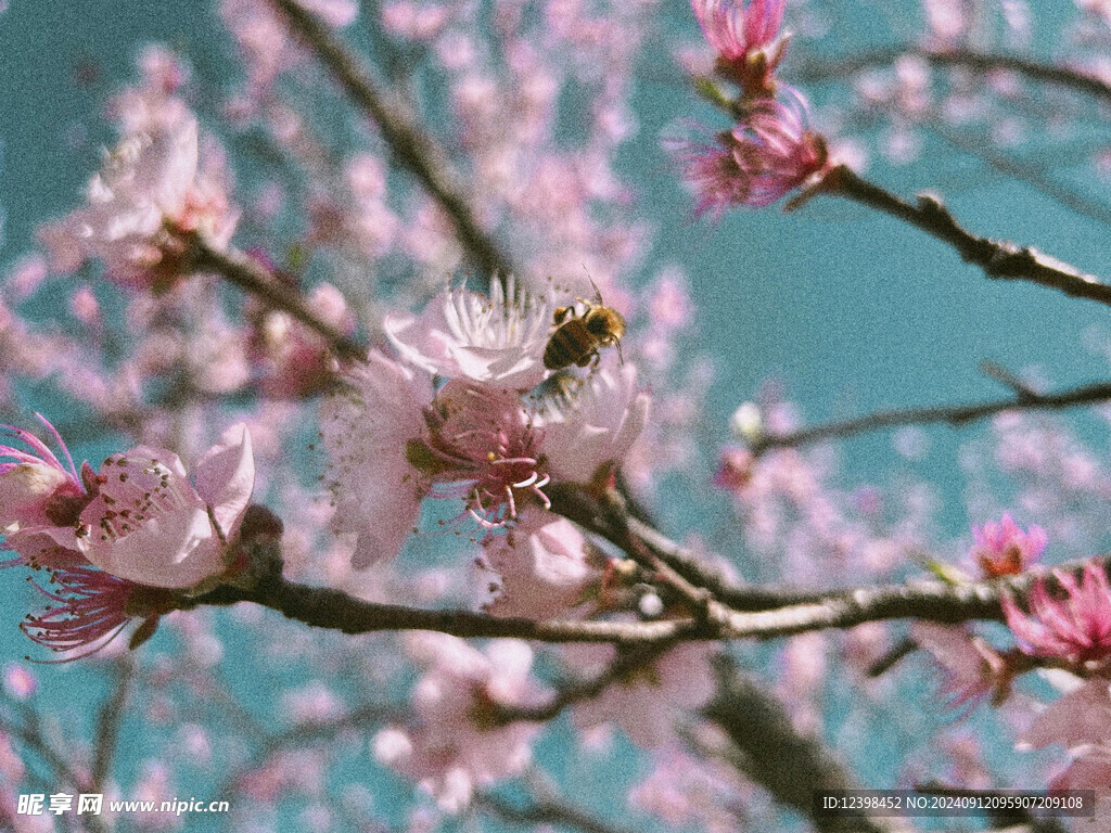 樱花