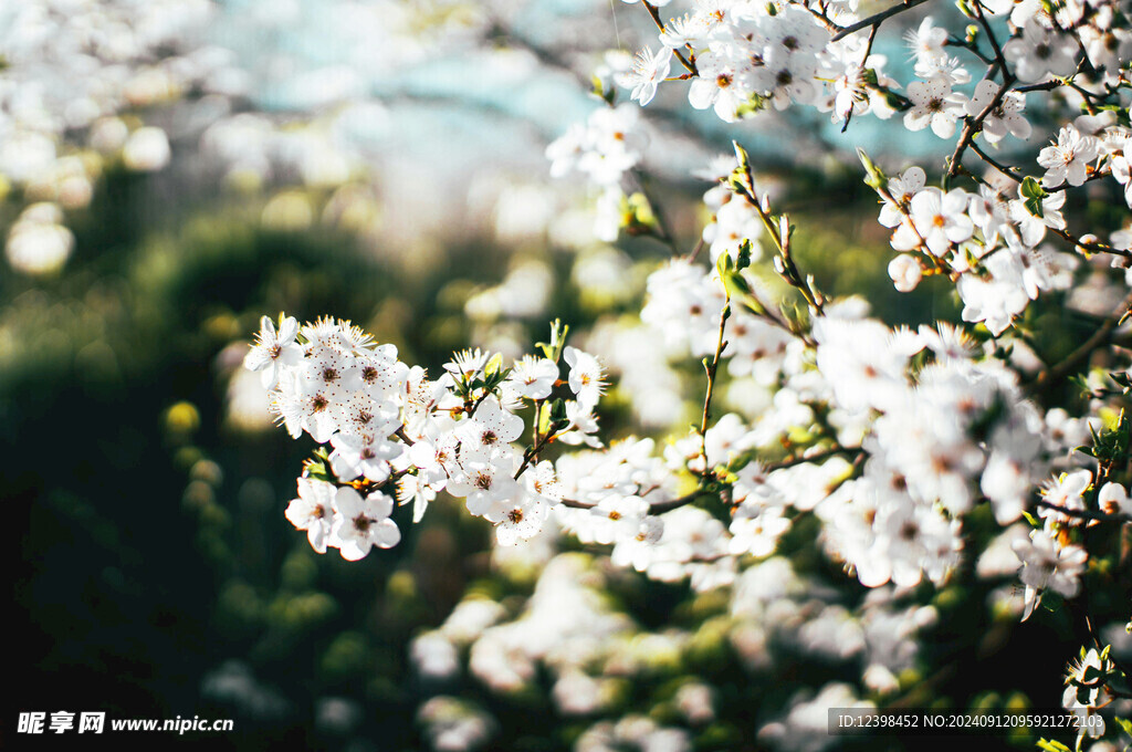 樱花