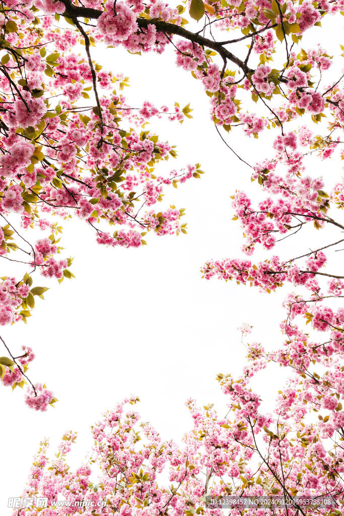 樱花