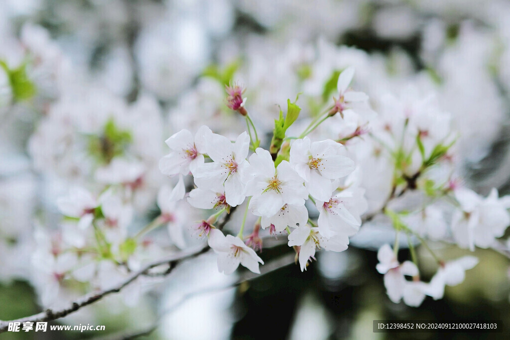樱花
