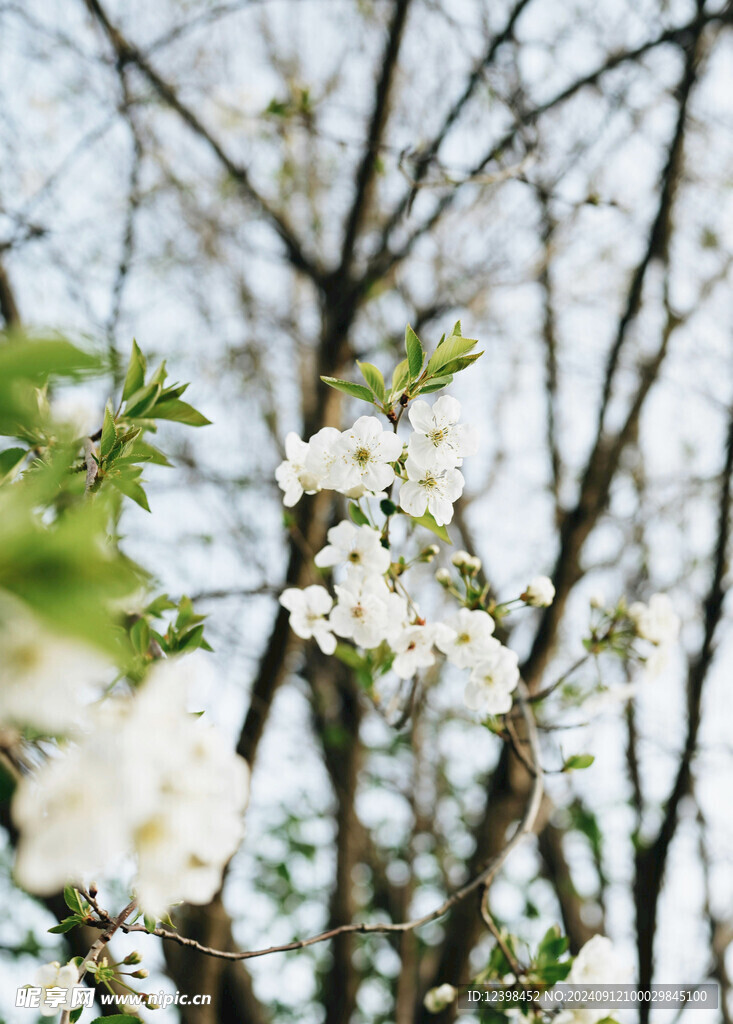 樱花