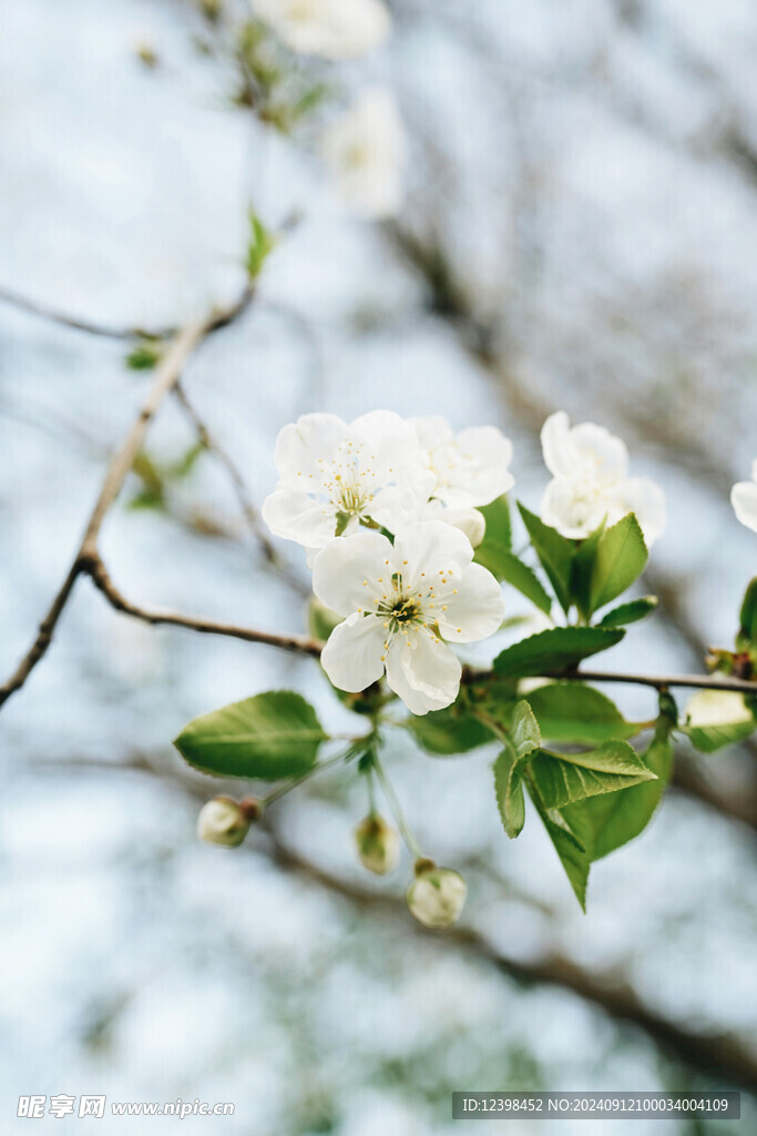 樱花