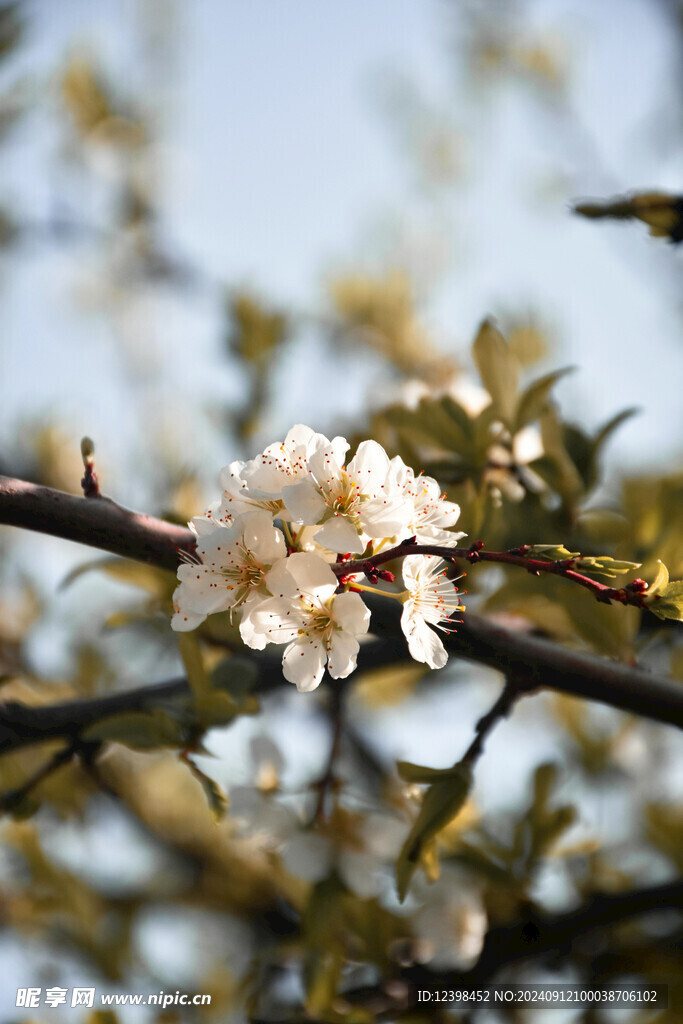 樱花