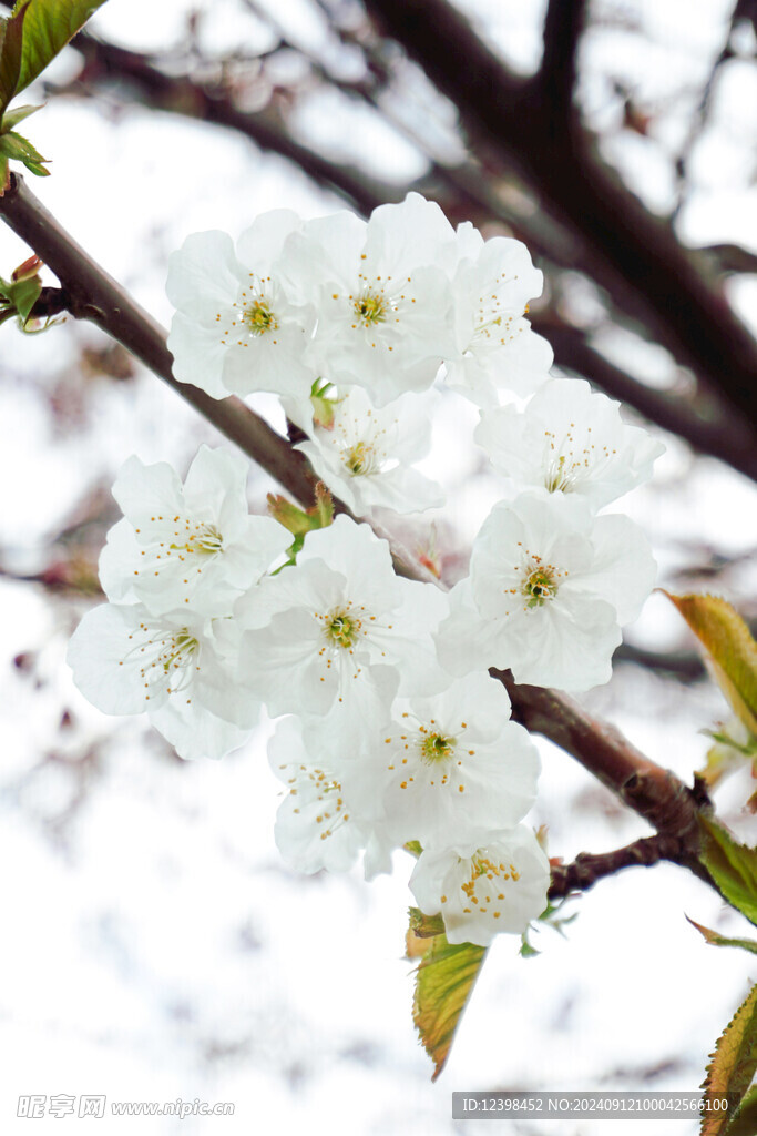 樱花