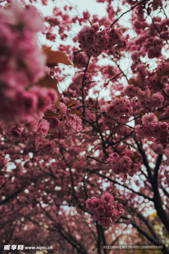 樱花