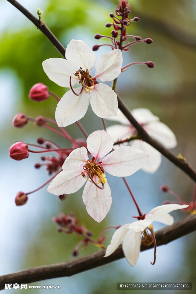 樱花