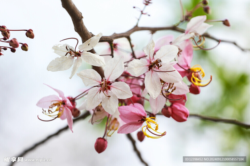 樱花